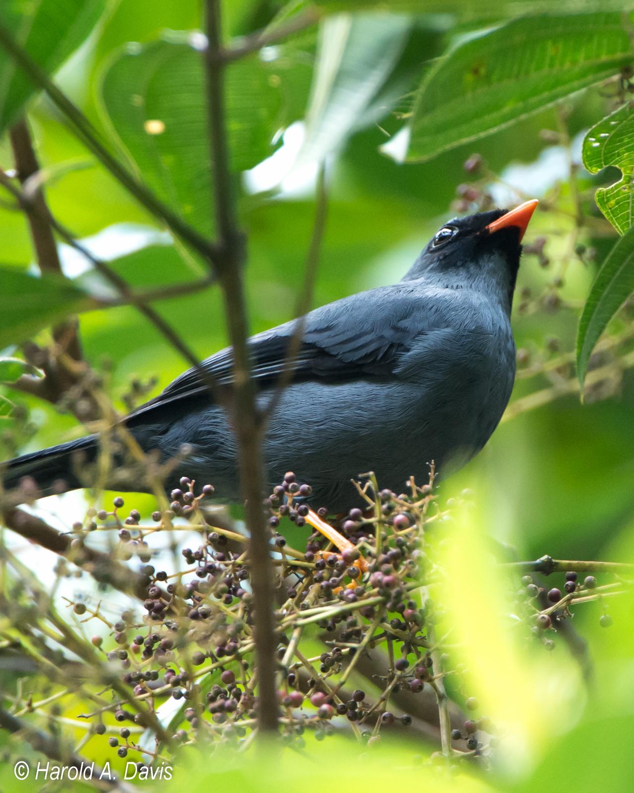 Black-faced Solitaire Photo by Harold Davis