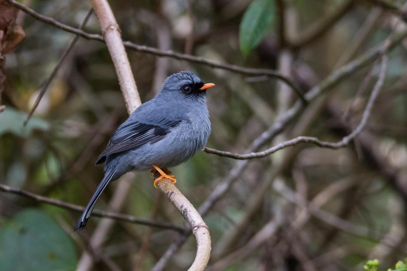 Black-faced Solitaire Photo by Gerald Hoekstra