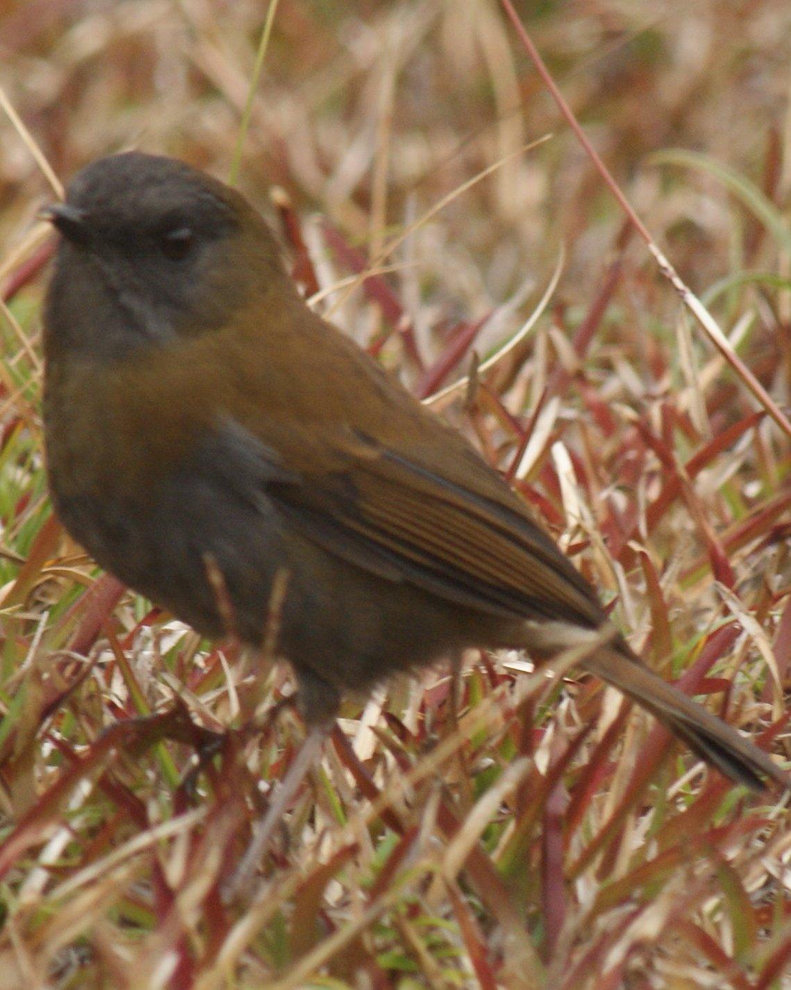 Black-billed Nightingale-Thrush Photo by Robin Oxley