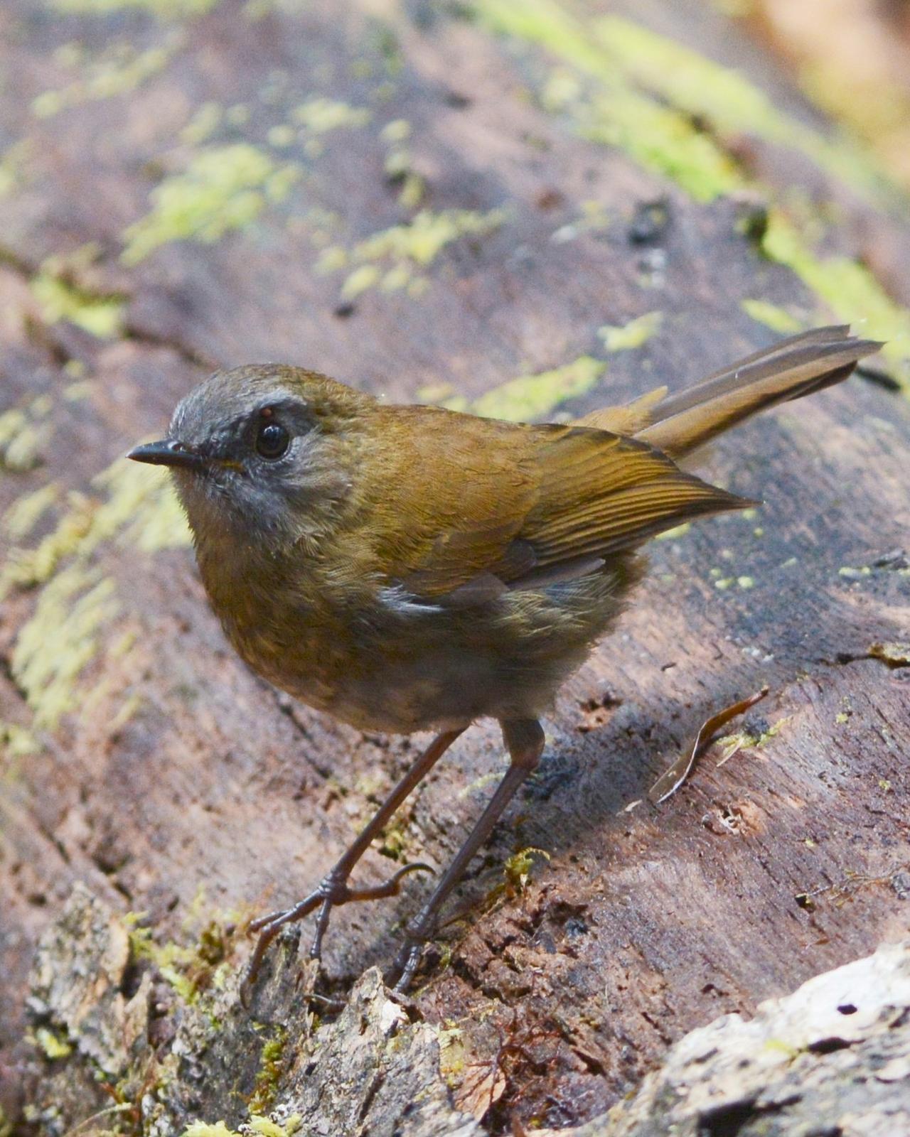 Black-billed Nightingale-Thrush Photo by David Hollie