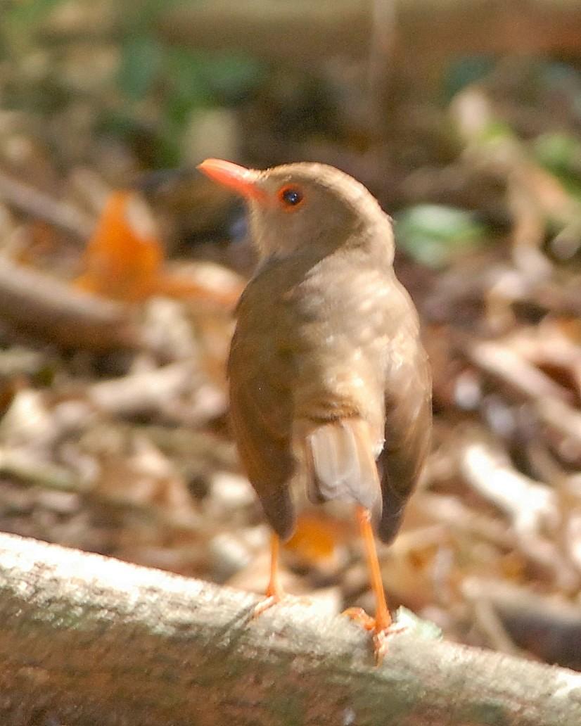 Orange-billed Nightingale-Thrush Photo by David Hollie