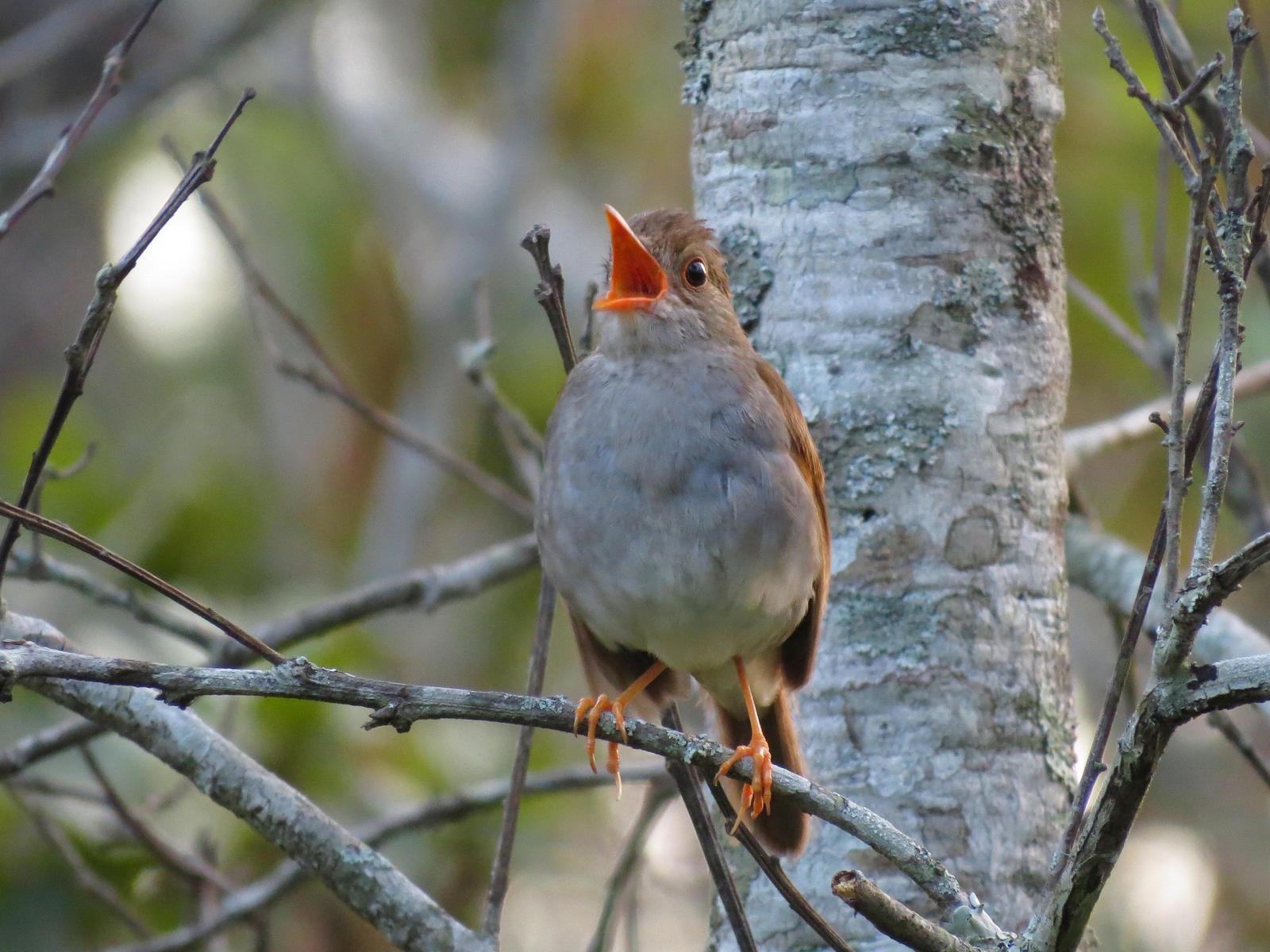 Orange-billed Nightingale-Thrush Photo by John van Dort