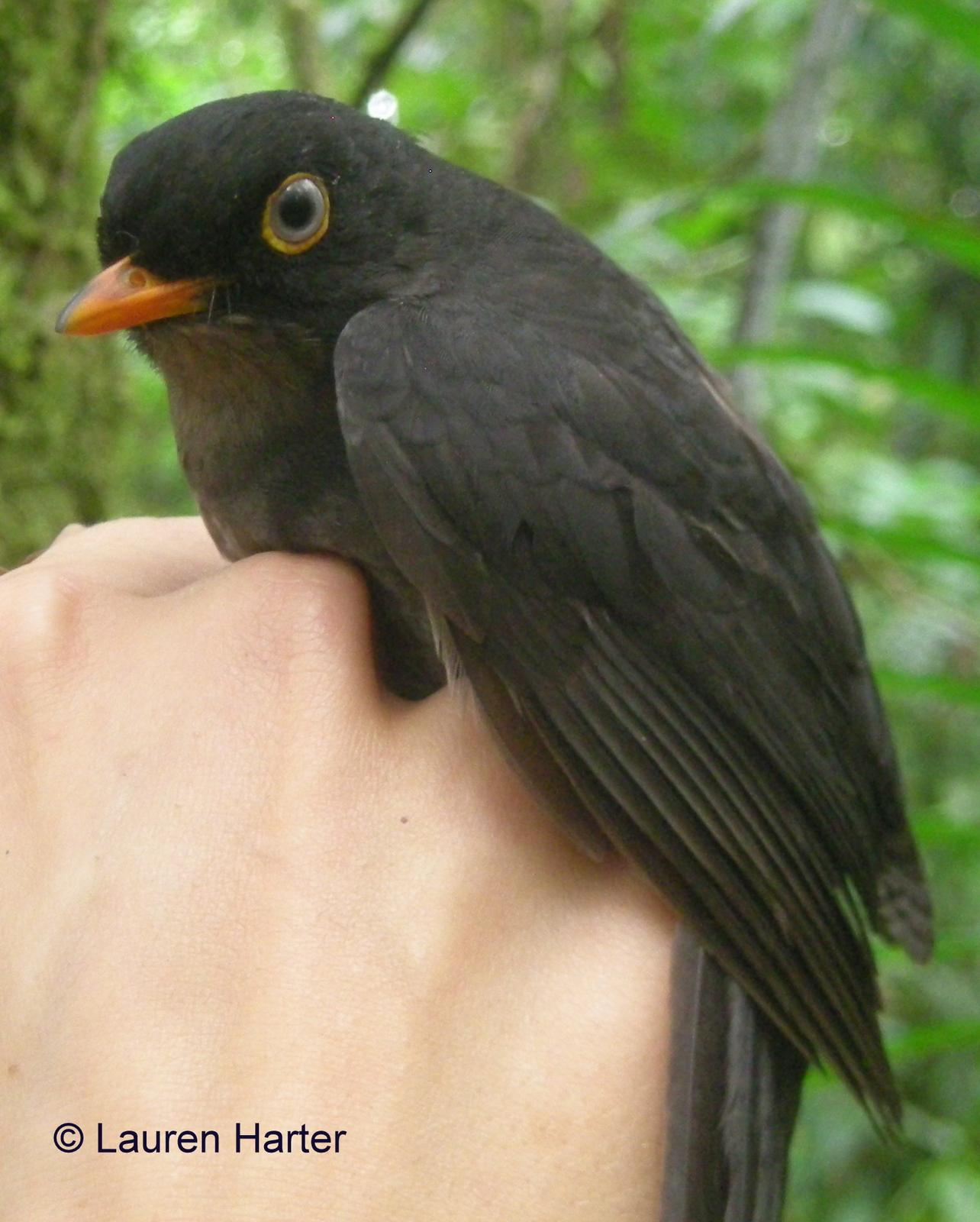 Slaty-backed Nightingale-Thrush Photo by Lauren Harter