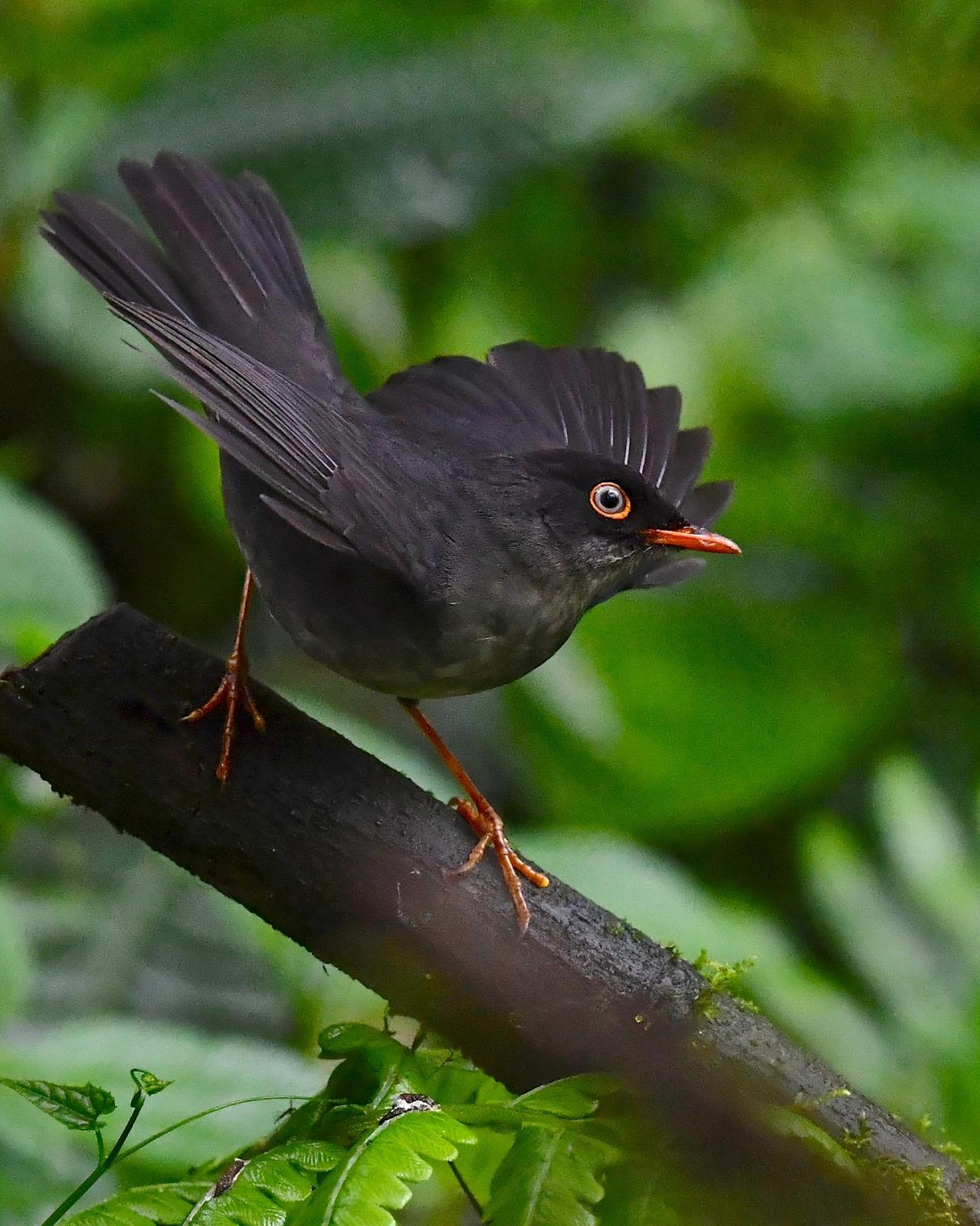 Slaty-backed Nightingale-Thrush Photo by Gerald Friesen