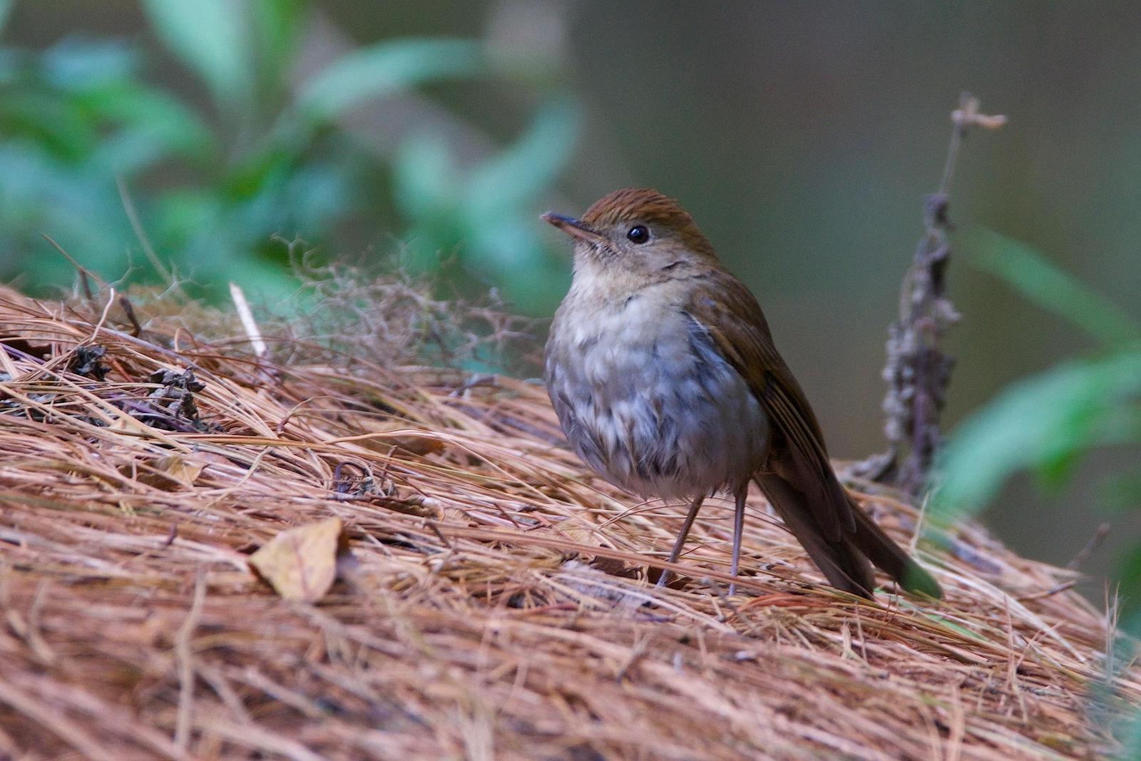 Russet Nightingale-Thrush Photo by Gerald Hoekstra