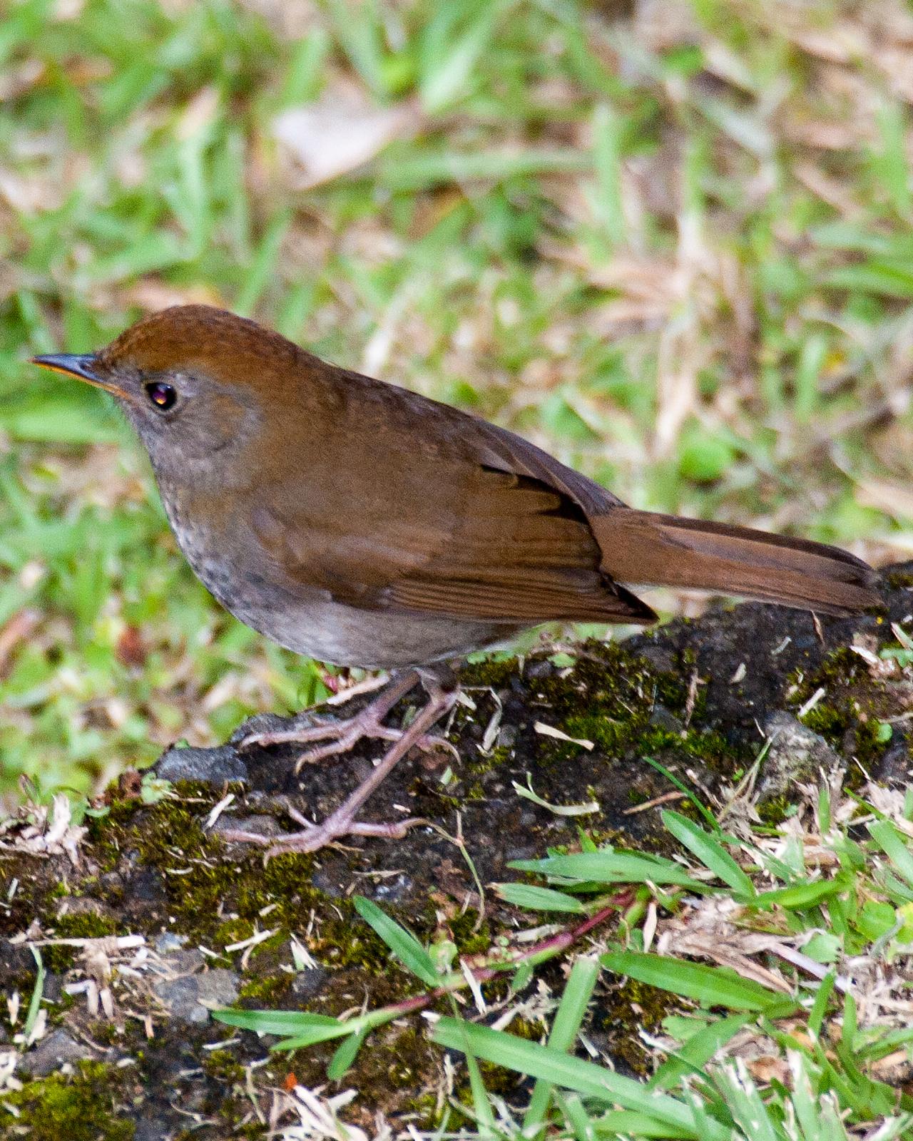 Ruddy-capped Nightingale-Thrush Photo by Matthew P. Alexander