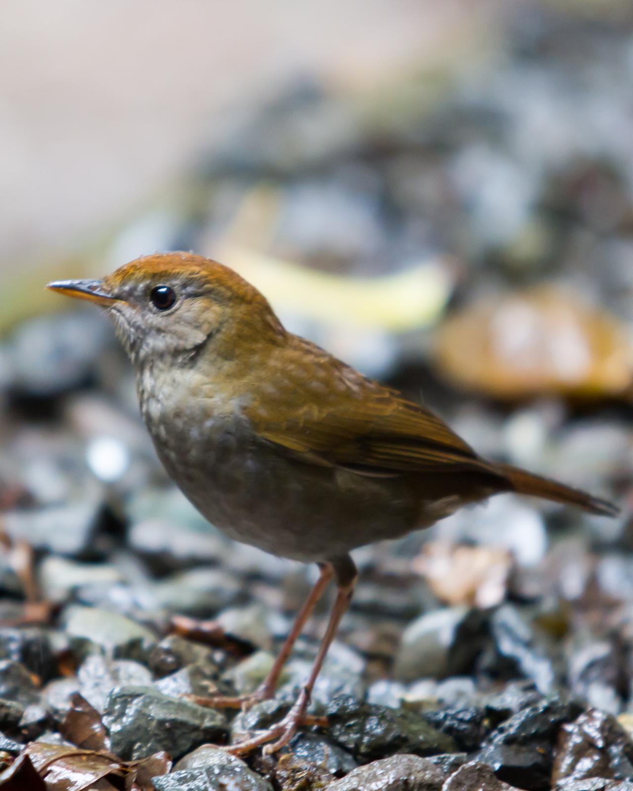 Ruddy-capped Nightingale-Thrush Photo by Kevin Berkoff