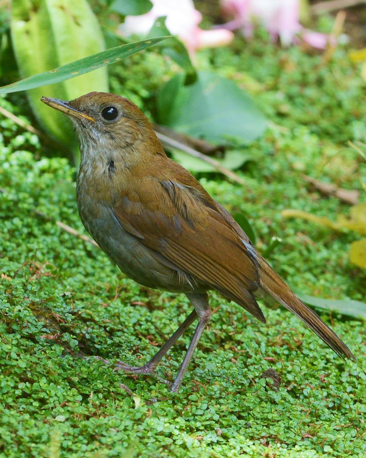 Ruddy-capped Nightingale-Thrush Photo by David Hollie