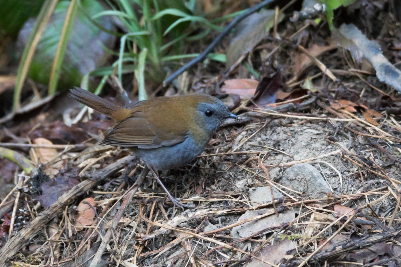 Ruddy-capped Nightingale-Thrush Photo by Gerald Hoekstra