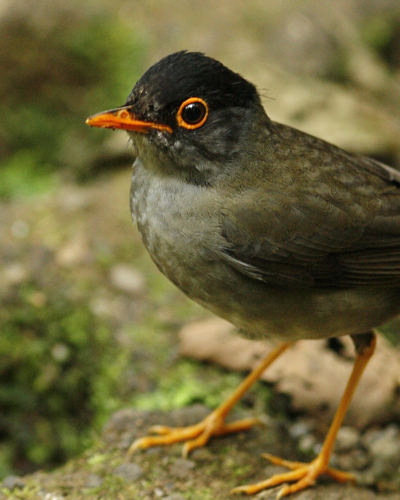 Black-headed Nightingale-Thrush Photo by Oscar Johnson