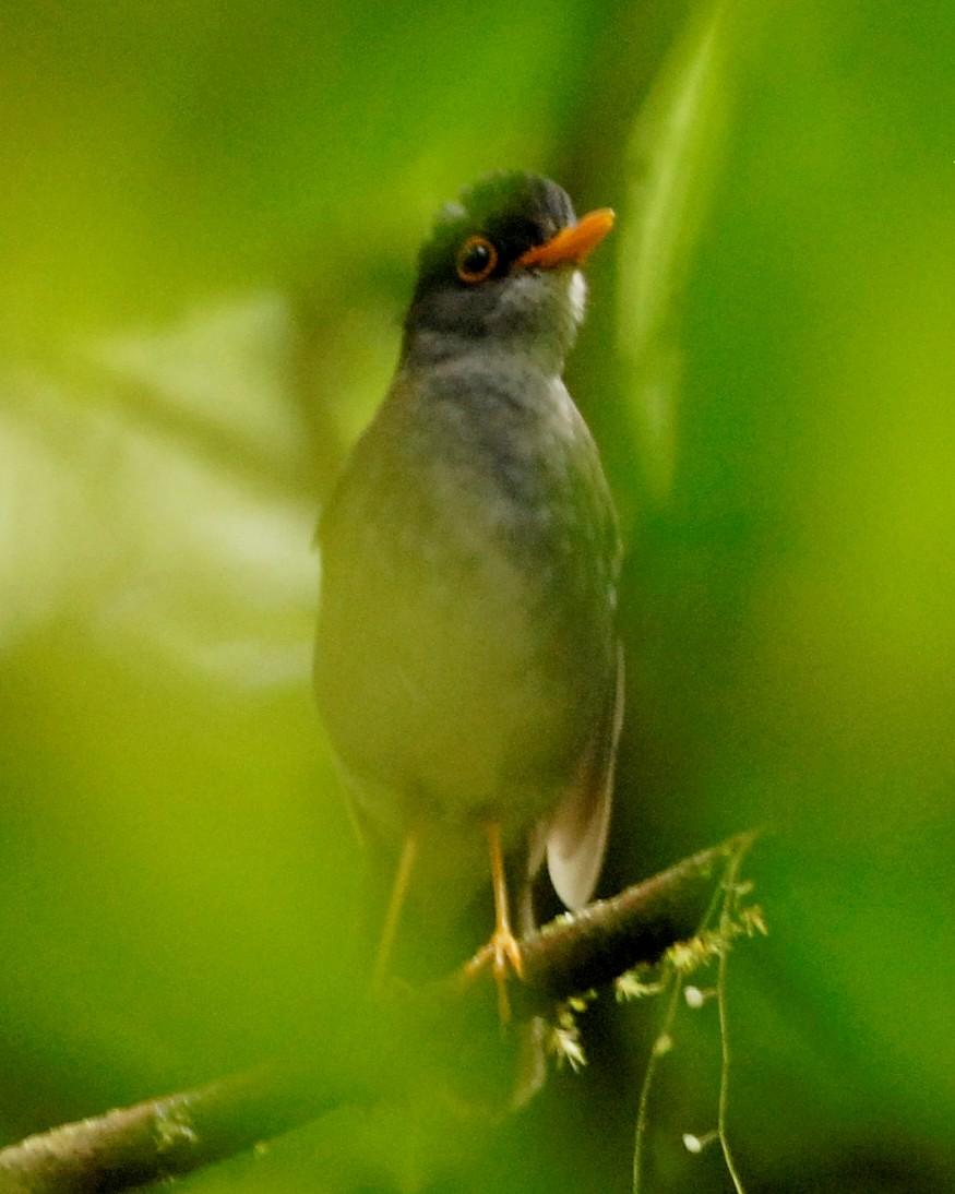Black-headed Nightingale-Thrush Photo by David Hollie