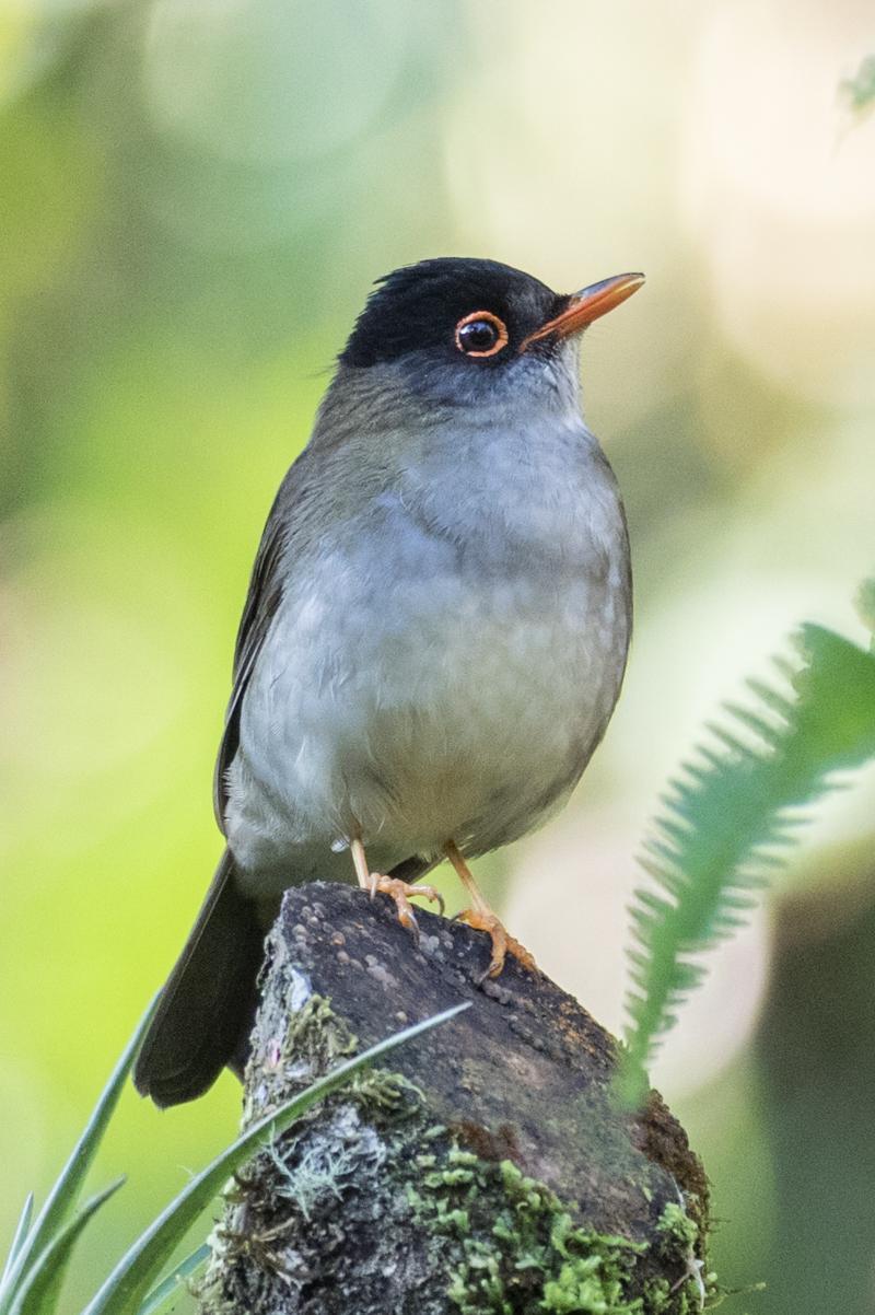 Black-headed Nightingale-Thrush Photo by Robert Lewis