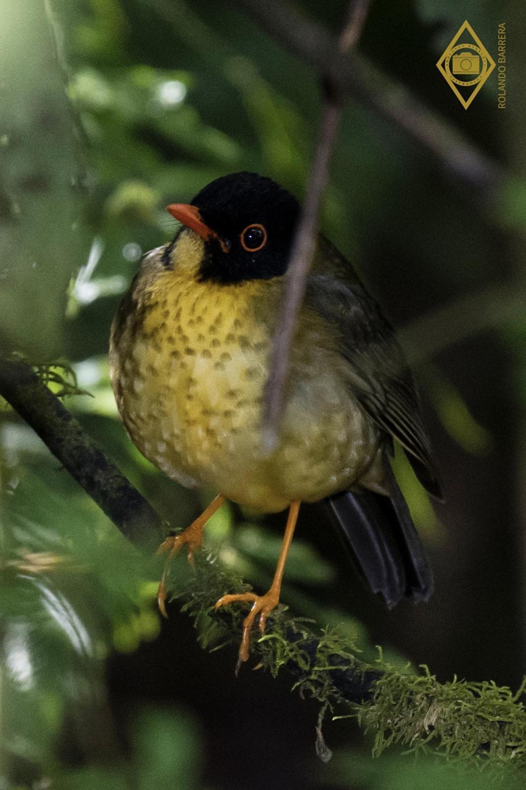 Spotted Nightingale-Thrush Photo by Rolando Barrera