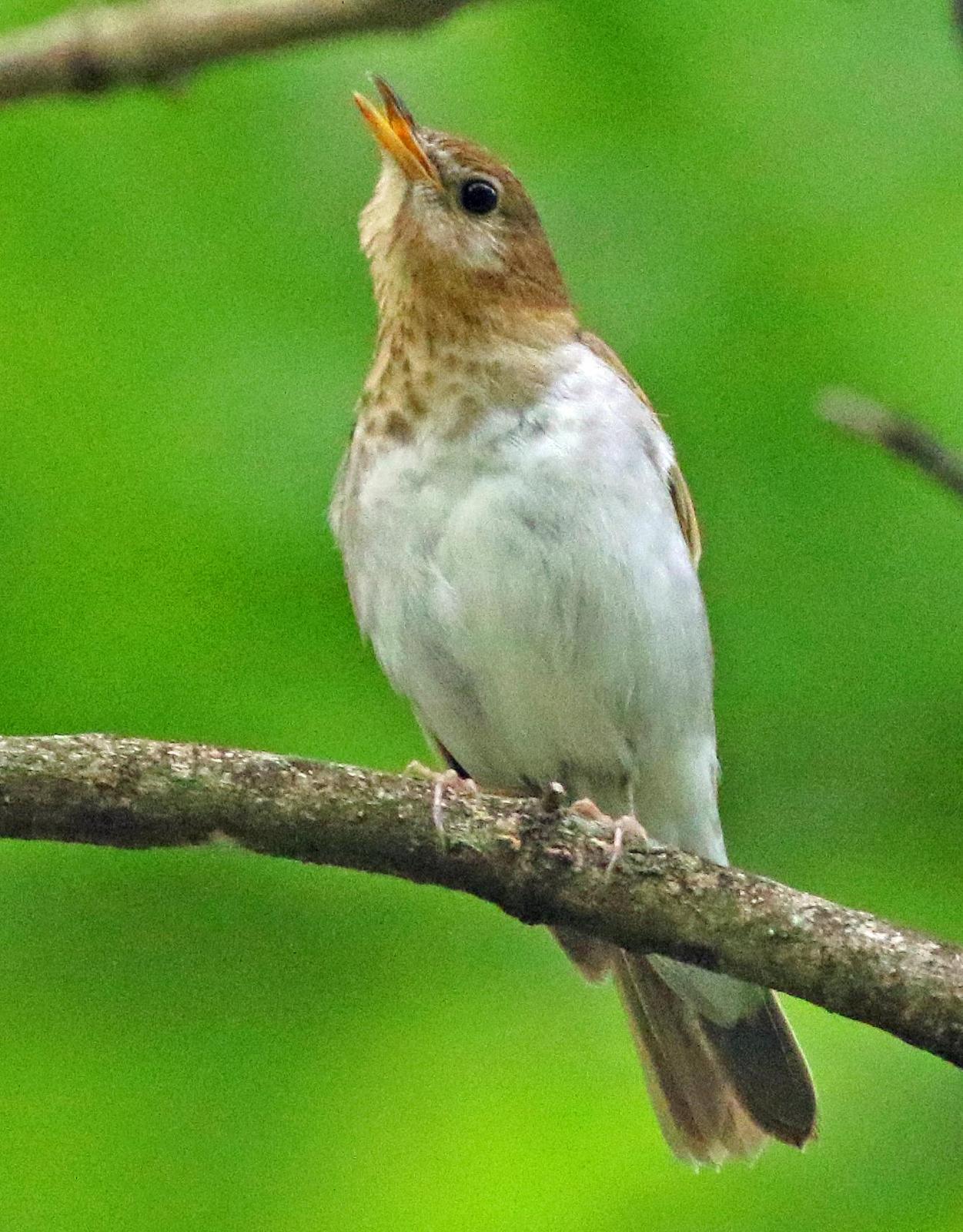 Veery Photo by Tom Gannon