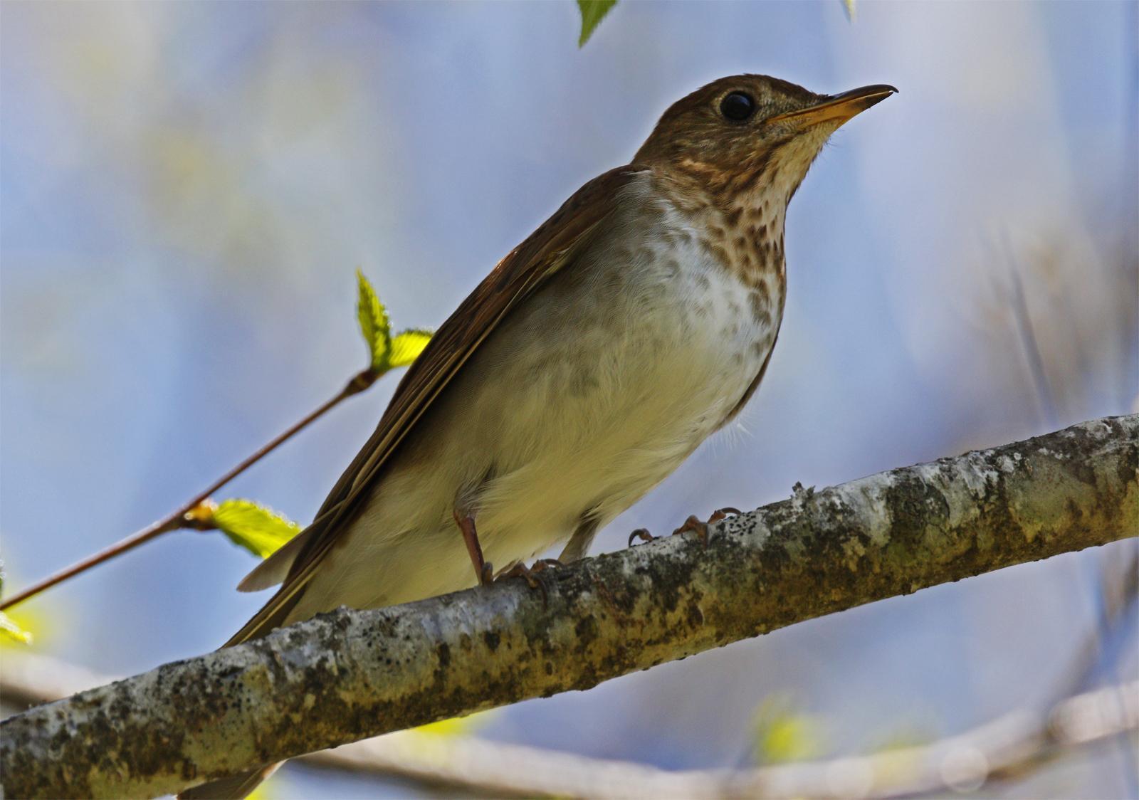 Veery Photo by Emily Willoughby