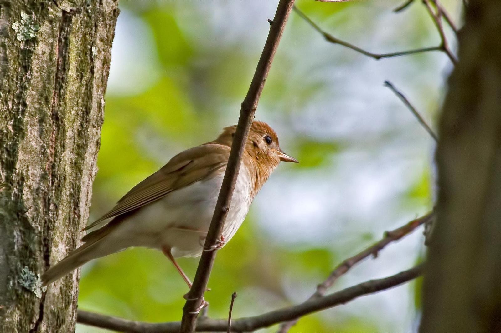 Veery Photo by Rob Dickerson