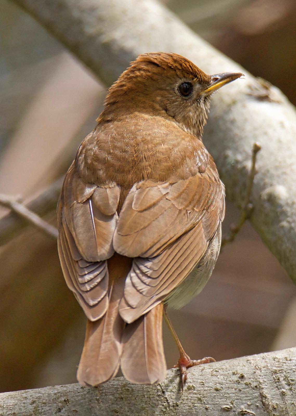Veery Photo by Brian Avent