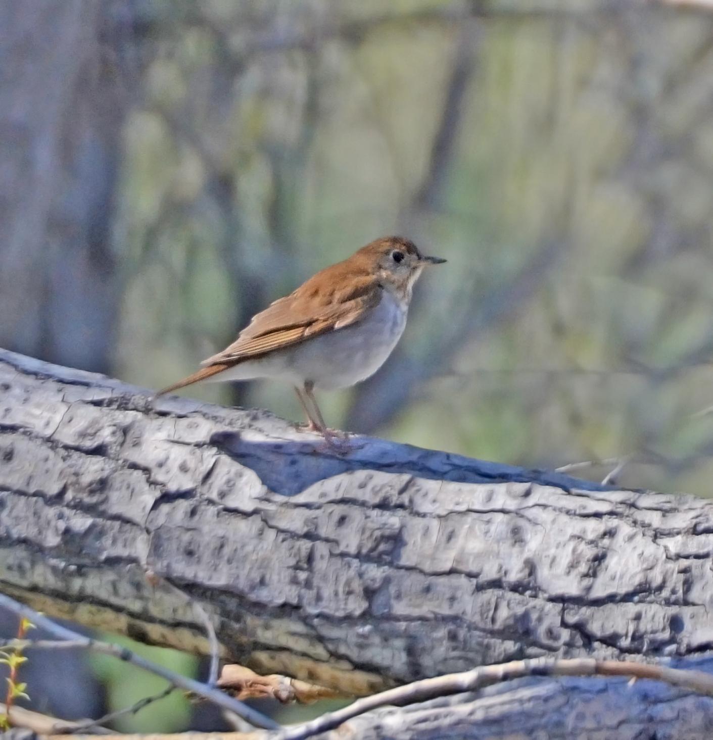 Veery Photo by Steven Mlodinow