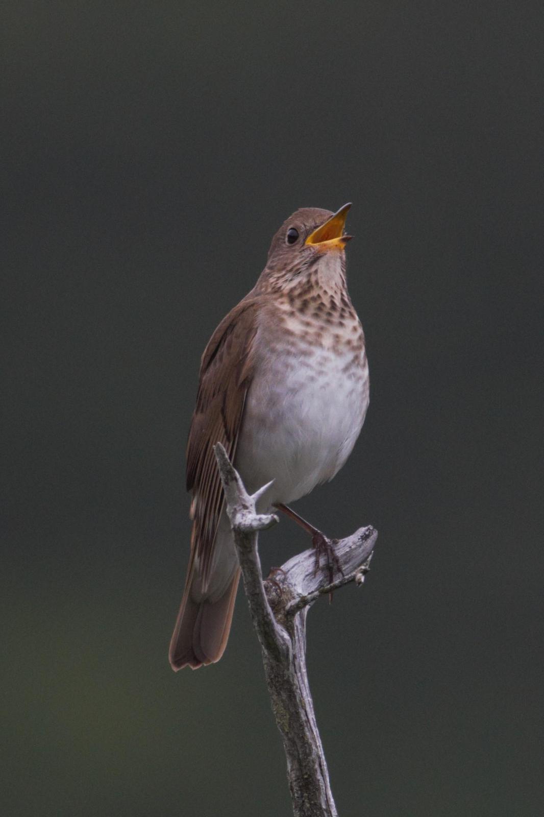 Bicknell's Thrush Photo by Mike Lyman
