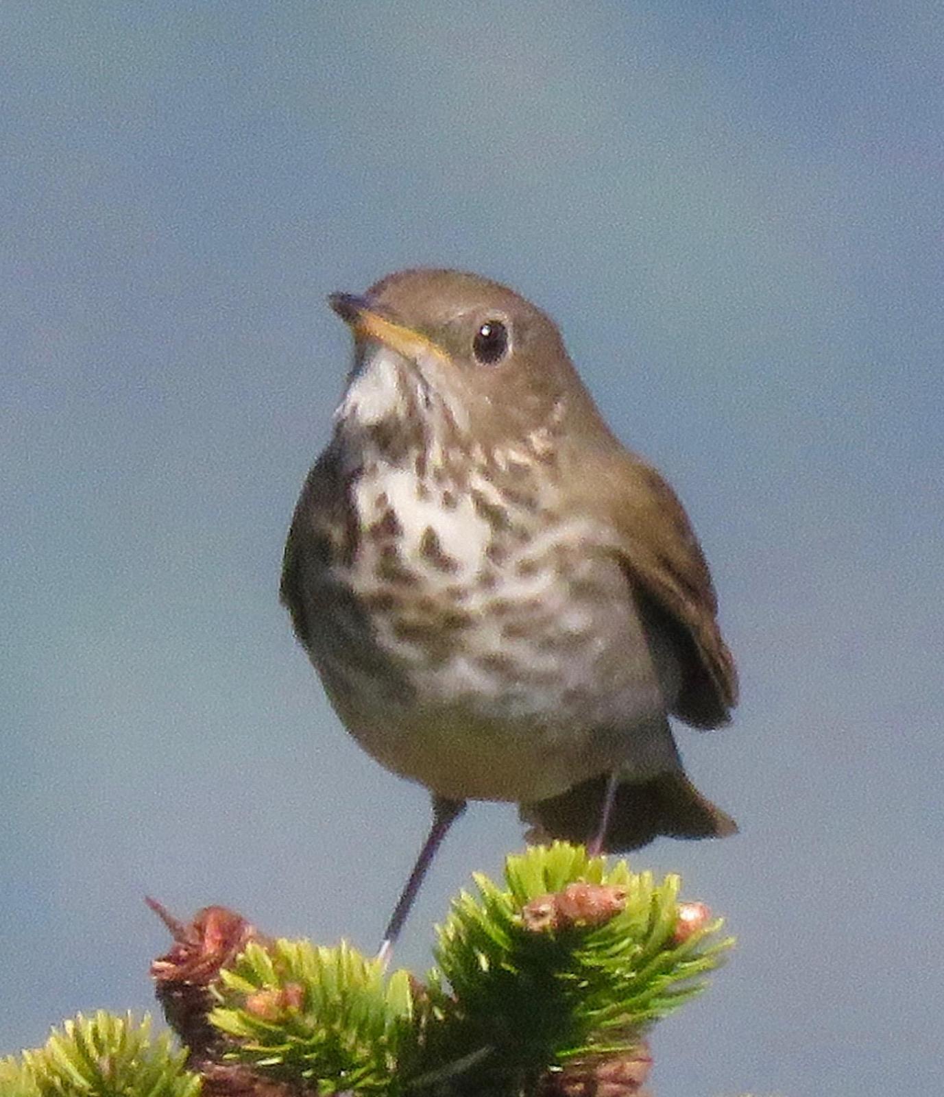 Bicknell's Thrush Photo by Don Glasco