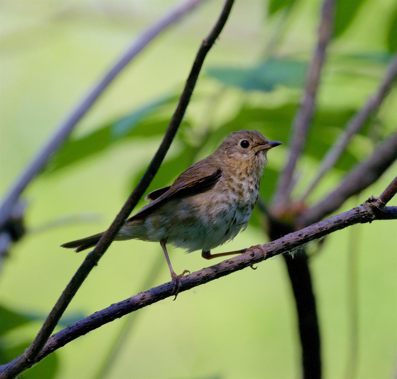 Swainson's Thrush Photo by Kathryn Keith