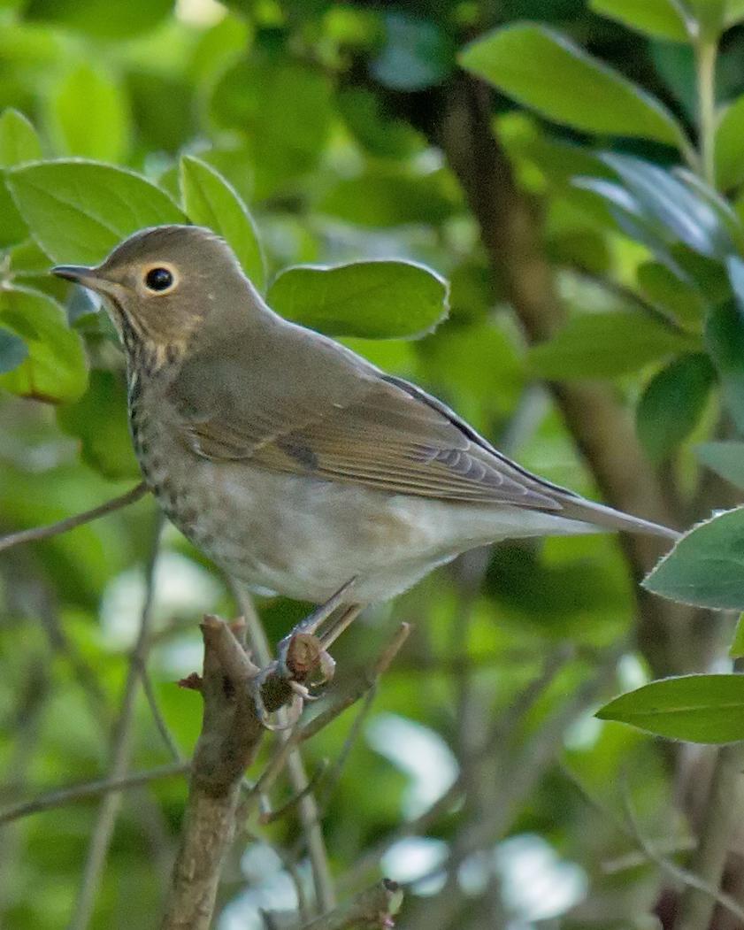 Swainson's Thrush Photo by JC Knoll