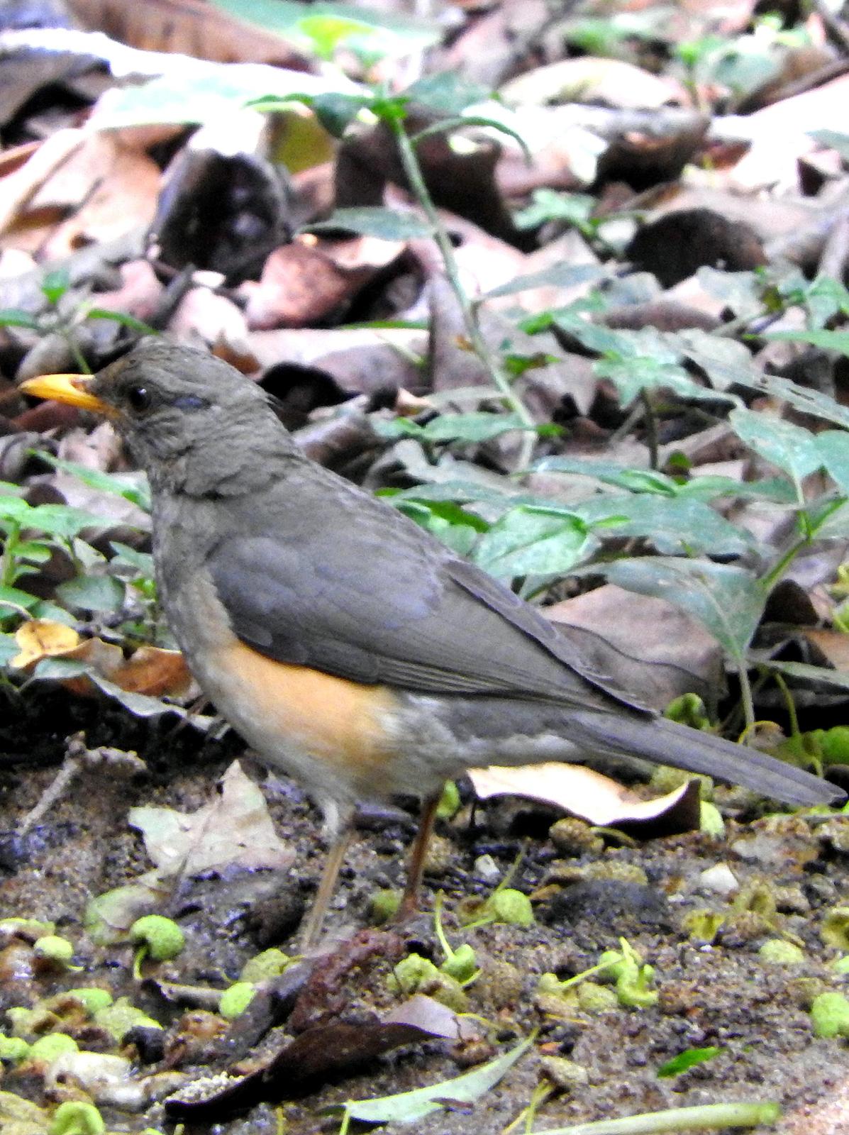 African Thrush Photo by Todd A. Watkins