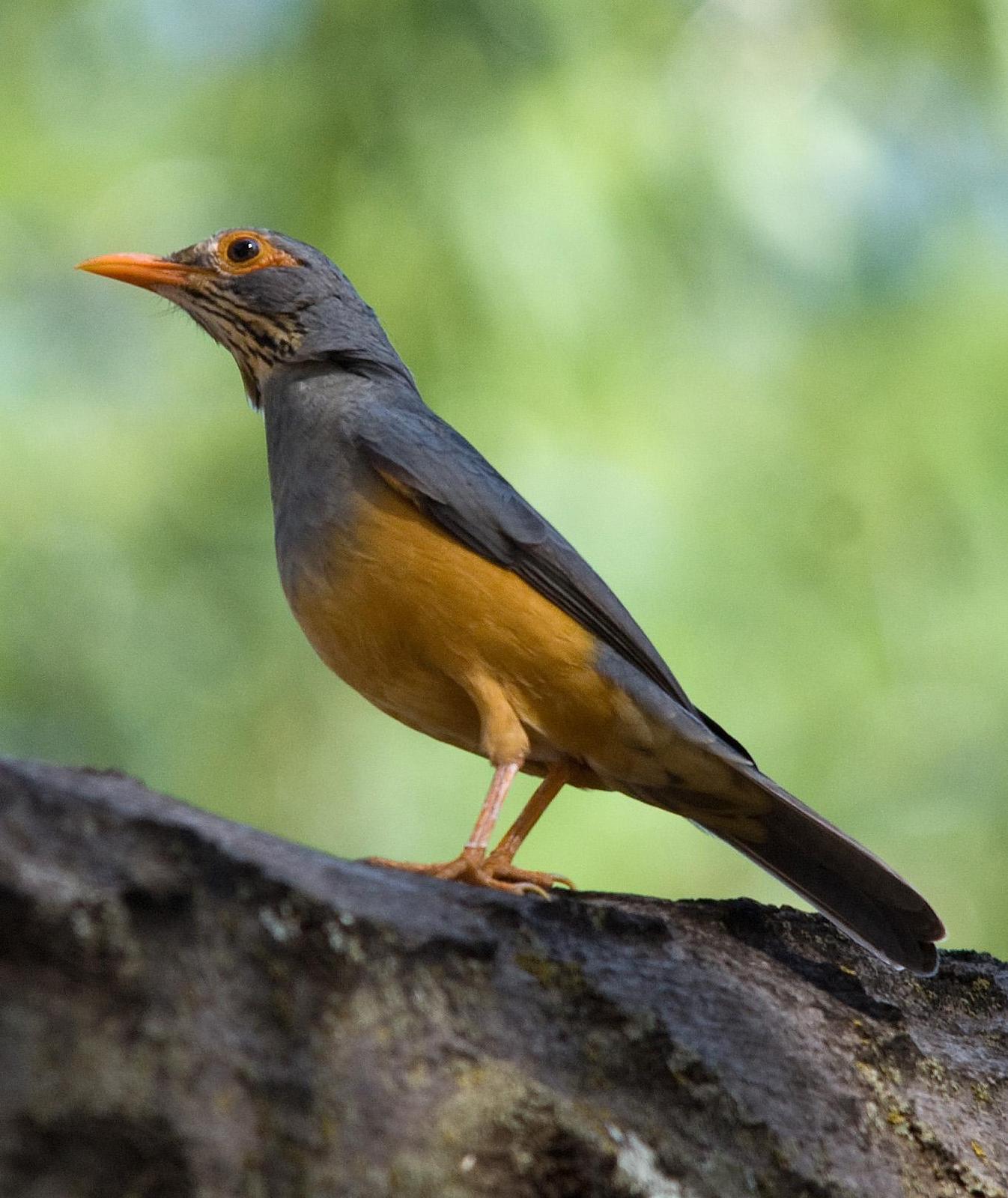 African Bare-eyed Thrush Photo by Carol Foil