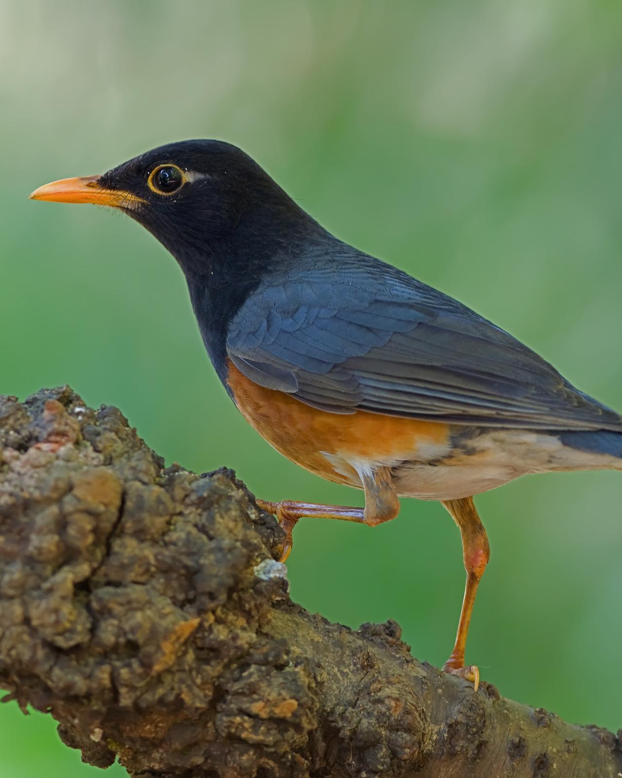 Black-breasted Thrush Photo by Alex Vargas