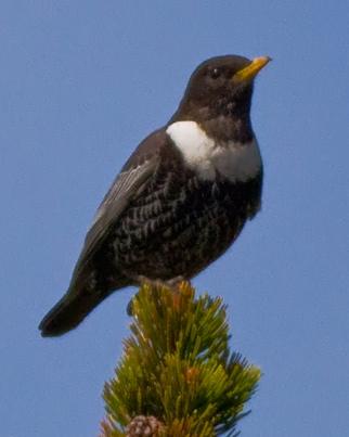 Ring Ouzel Photo by Stephen Daly