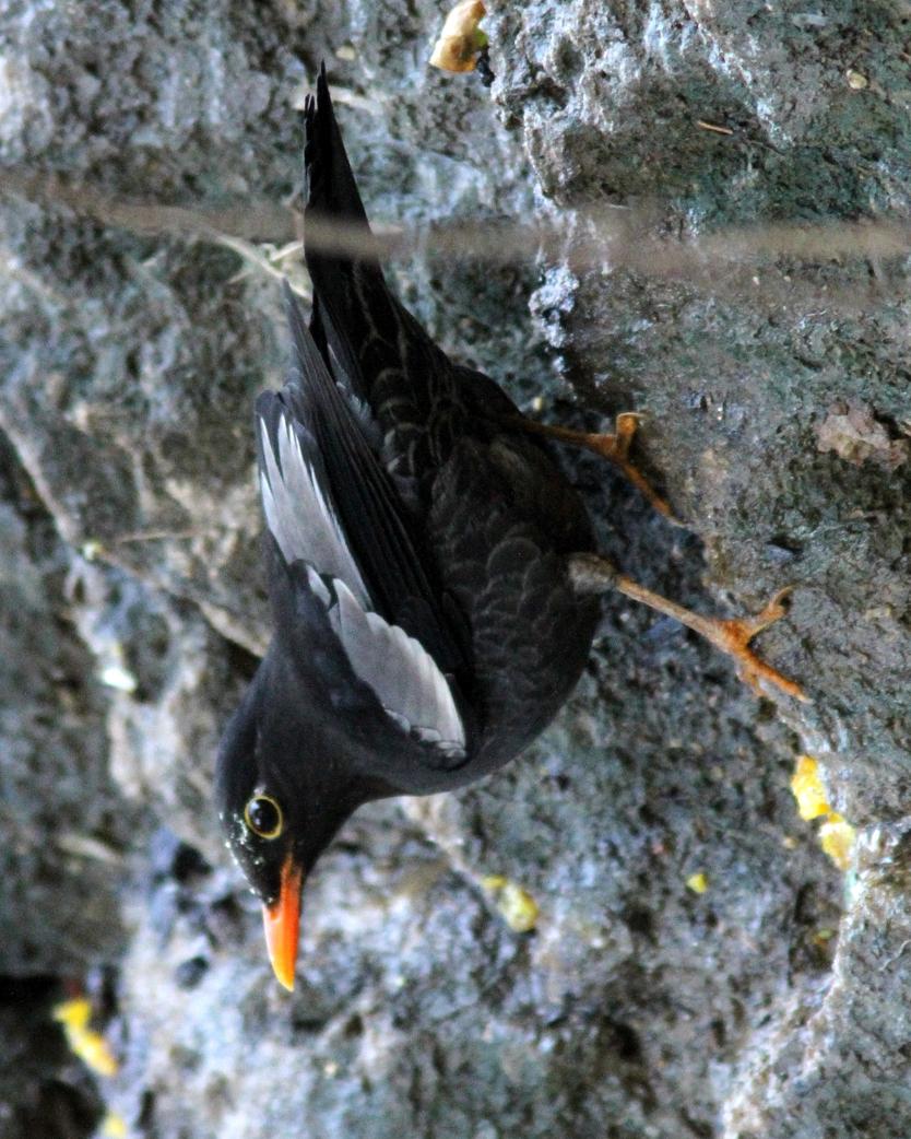 Gray-winged Blackbird Photo by Garima Bhatia