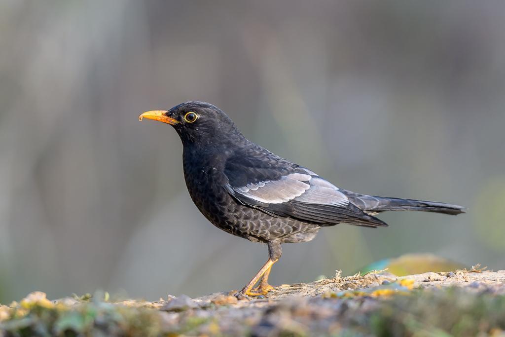 Gray-winged Blackbird Photo by Kishore Bhargava