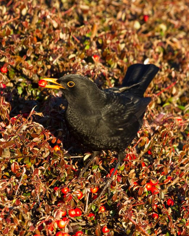Eurasian Blackbird Photo by Natalie Raeber