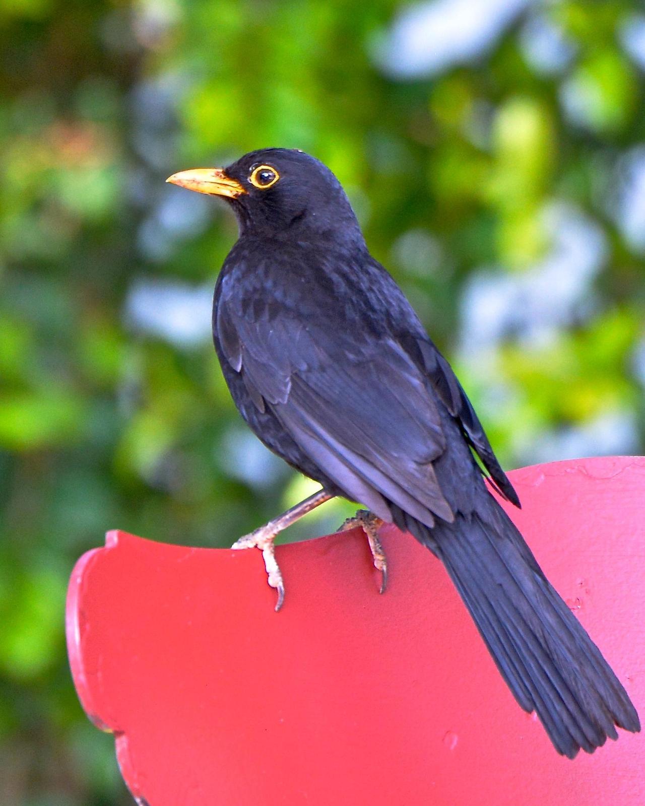 Eurasian Blackbird Photo by Gerald Friesen