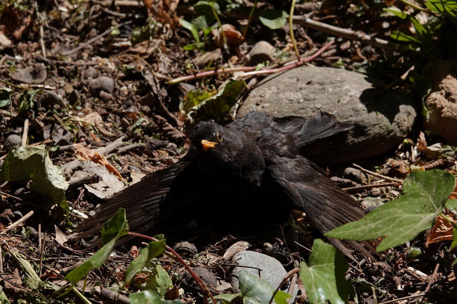 Eurasian Blackbird Photo by Bonnie Clarfield-Bylin