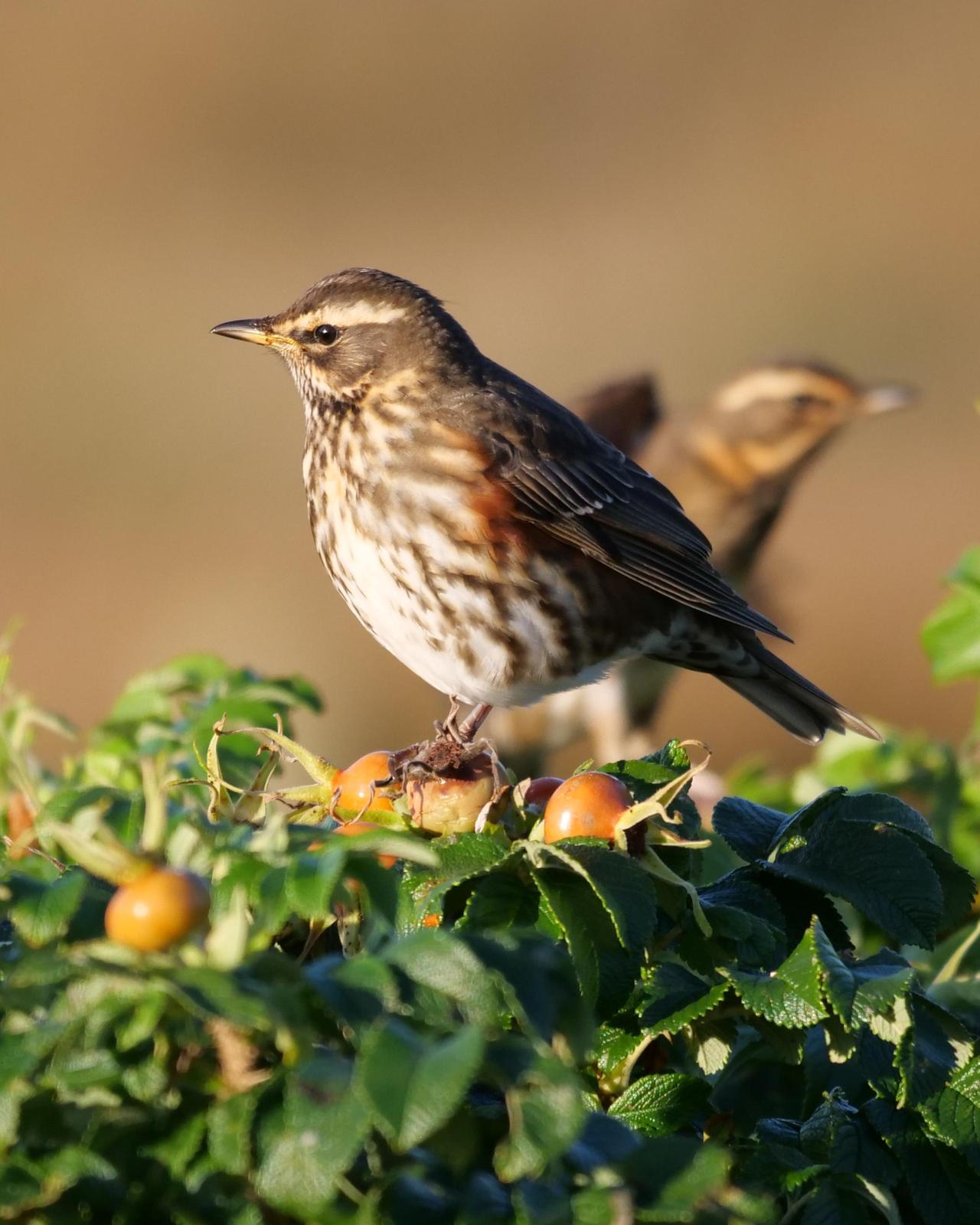 Redwing Photo by Steve Percival