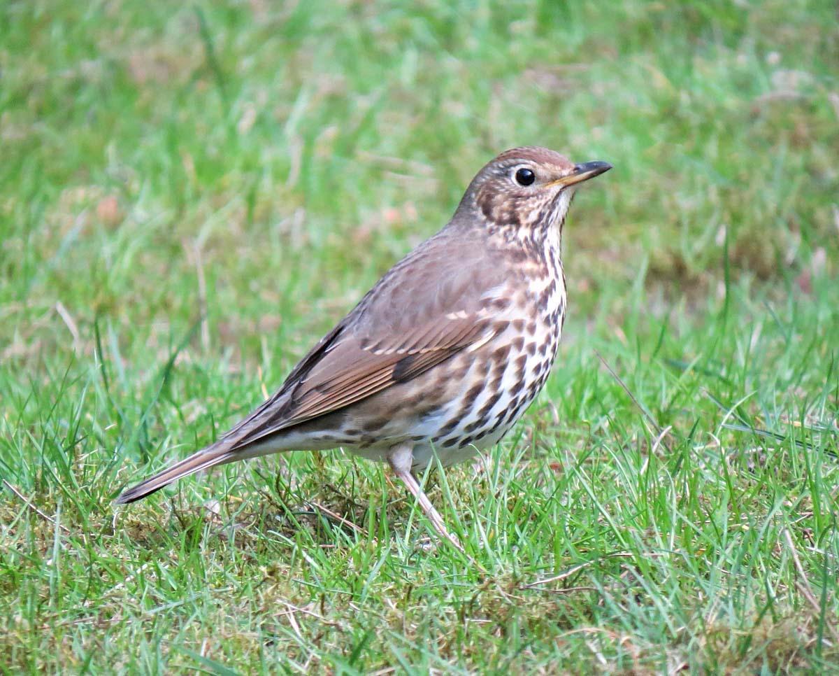 Song Thrush Photo by Peter Boesman