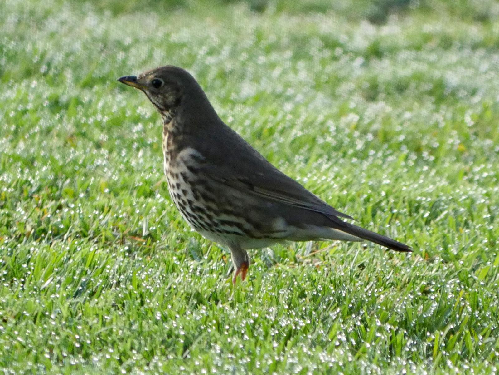 Song Thrush Photo by Peter Lowe