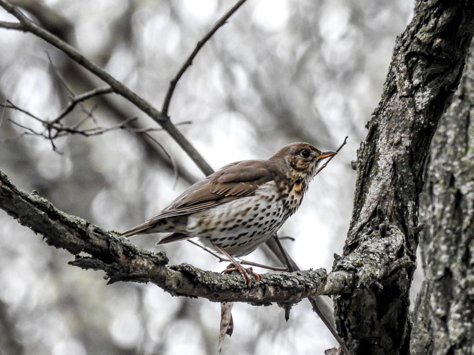 Song Thrush Photo by African Googre