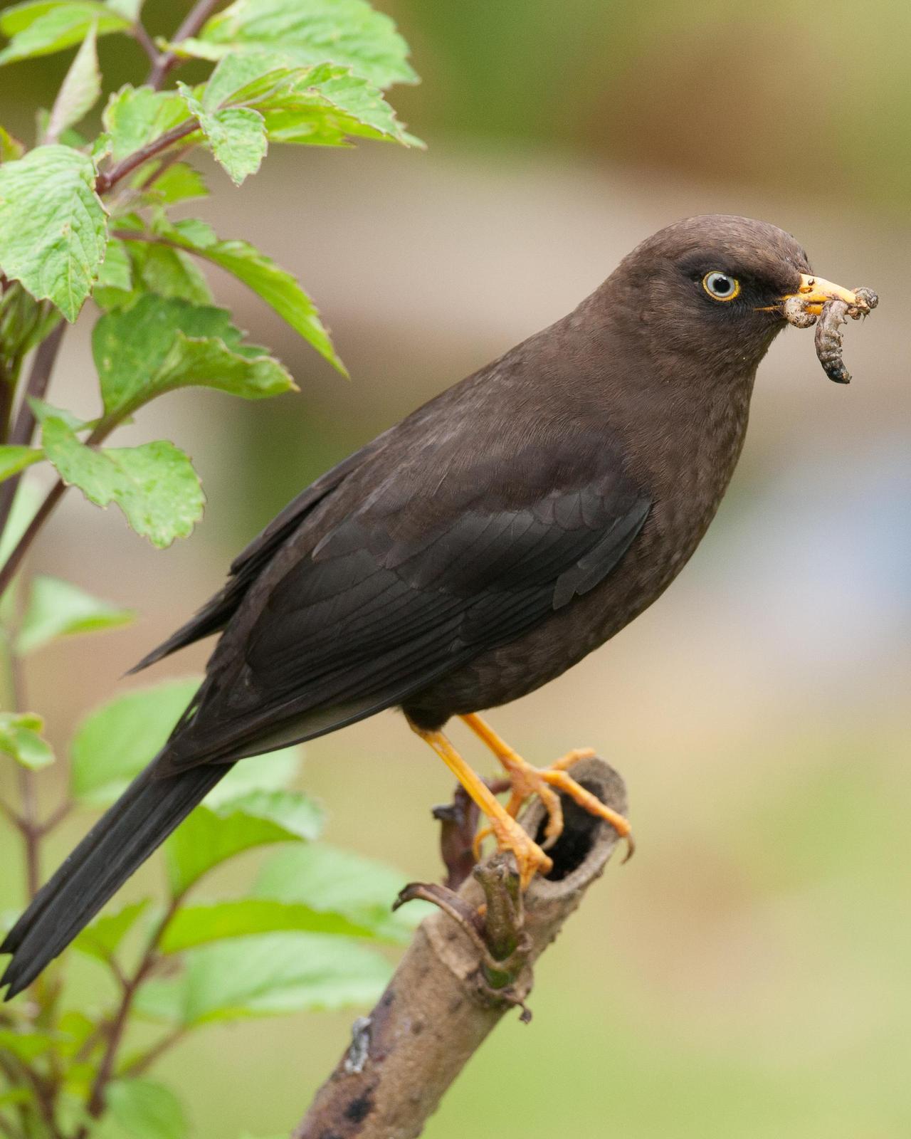 Sooty Thrush Photo by Robert Lewis