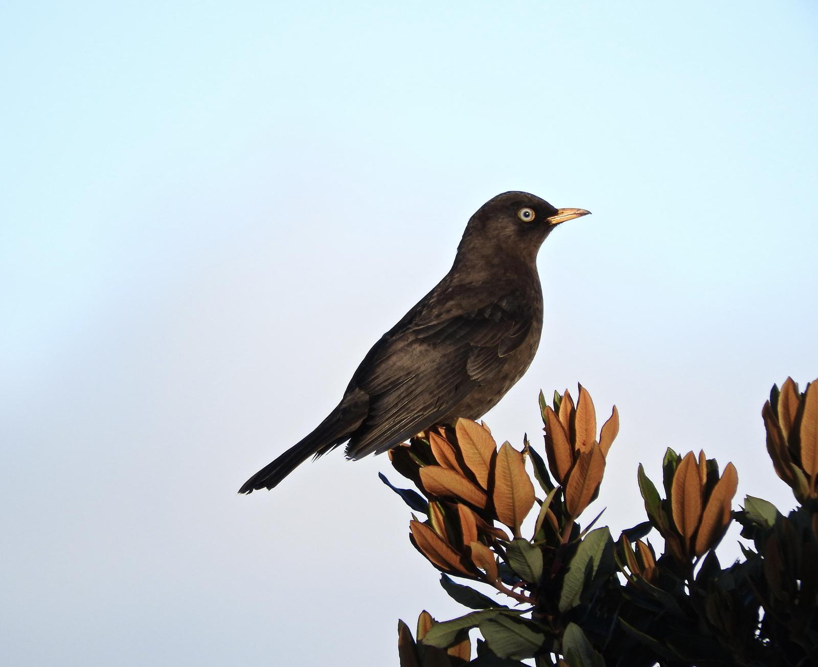 Sooty Thrush Photo by  