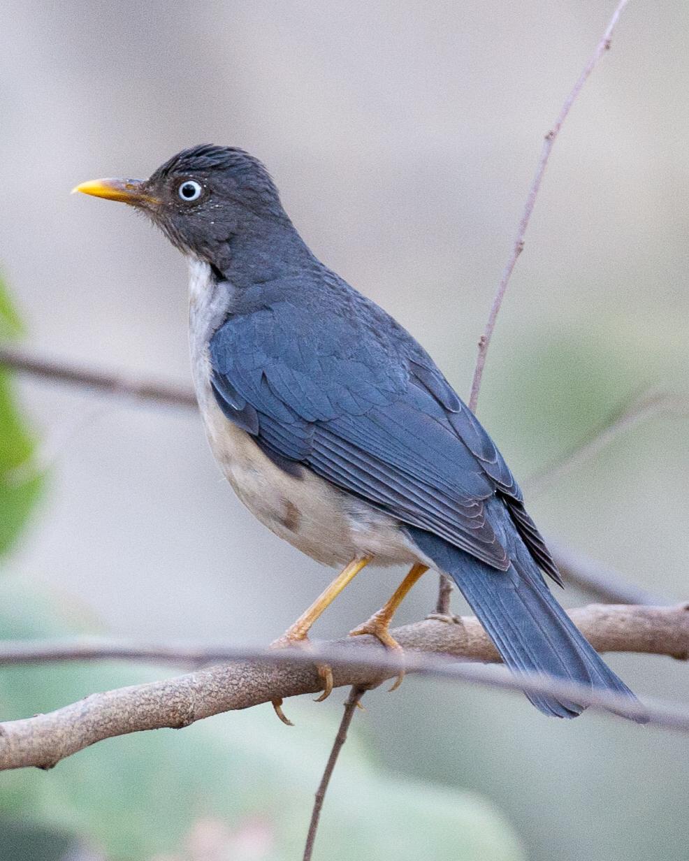 Plumbeous-backed Thrush Photo by Robert Lewis