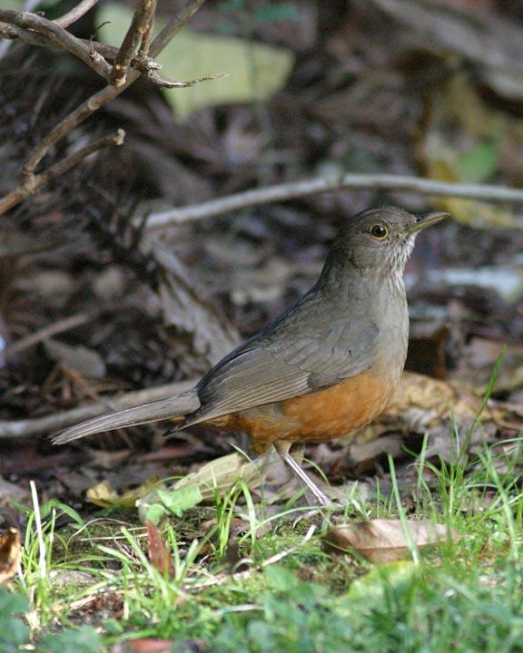 Rufous-bellied Thrush Photo by Peter Boesman