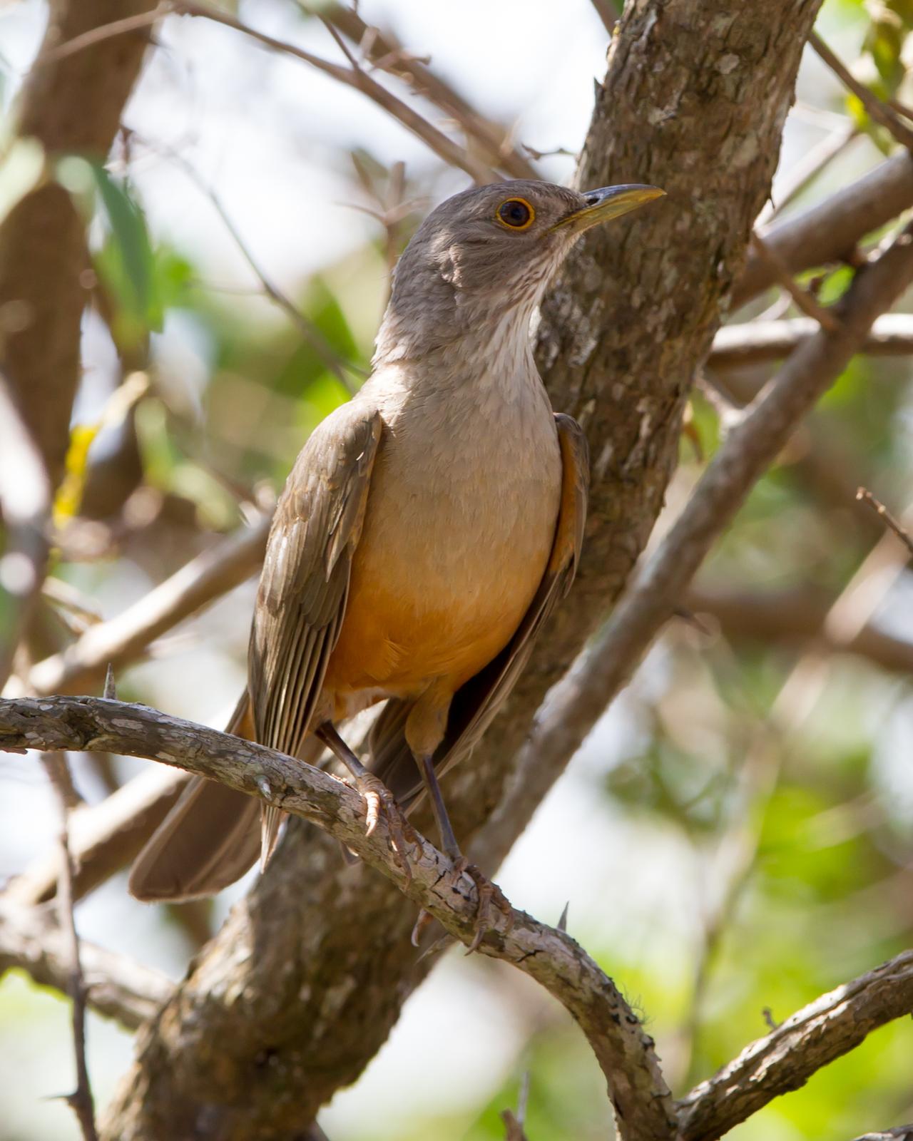Rufous-bellied Thrush Photo by Kevin Berkoff
