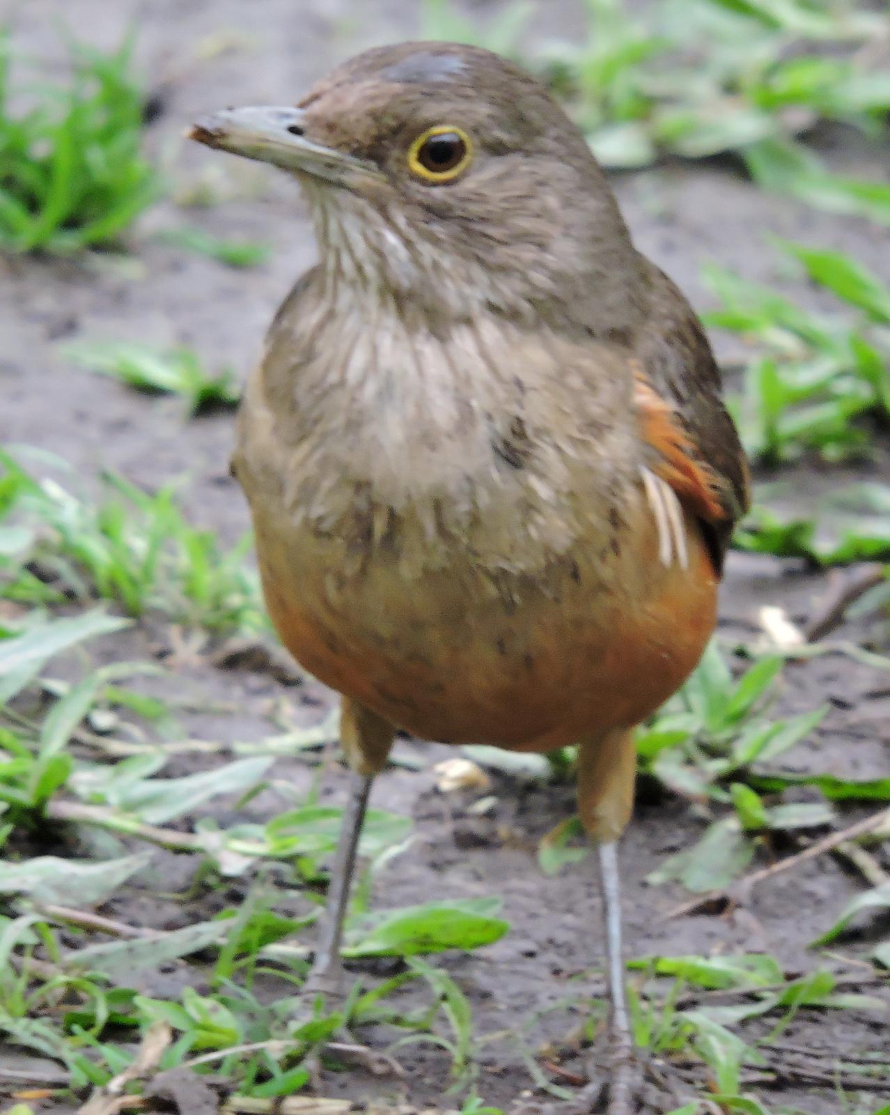 Rufous-bellied Thrush Photo by Peter Lowe