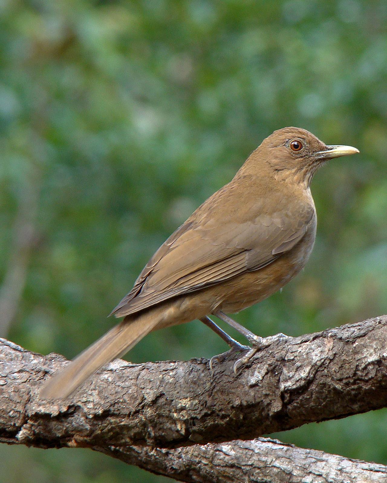 Clay-colored Thrush Photo by Robert Behrstock
