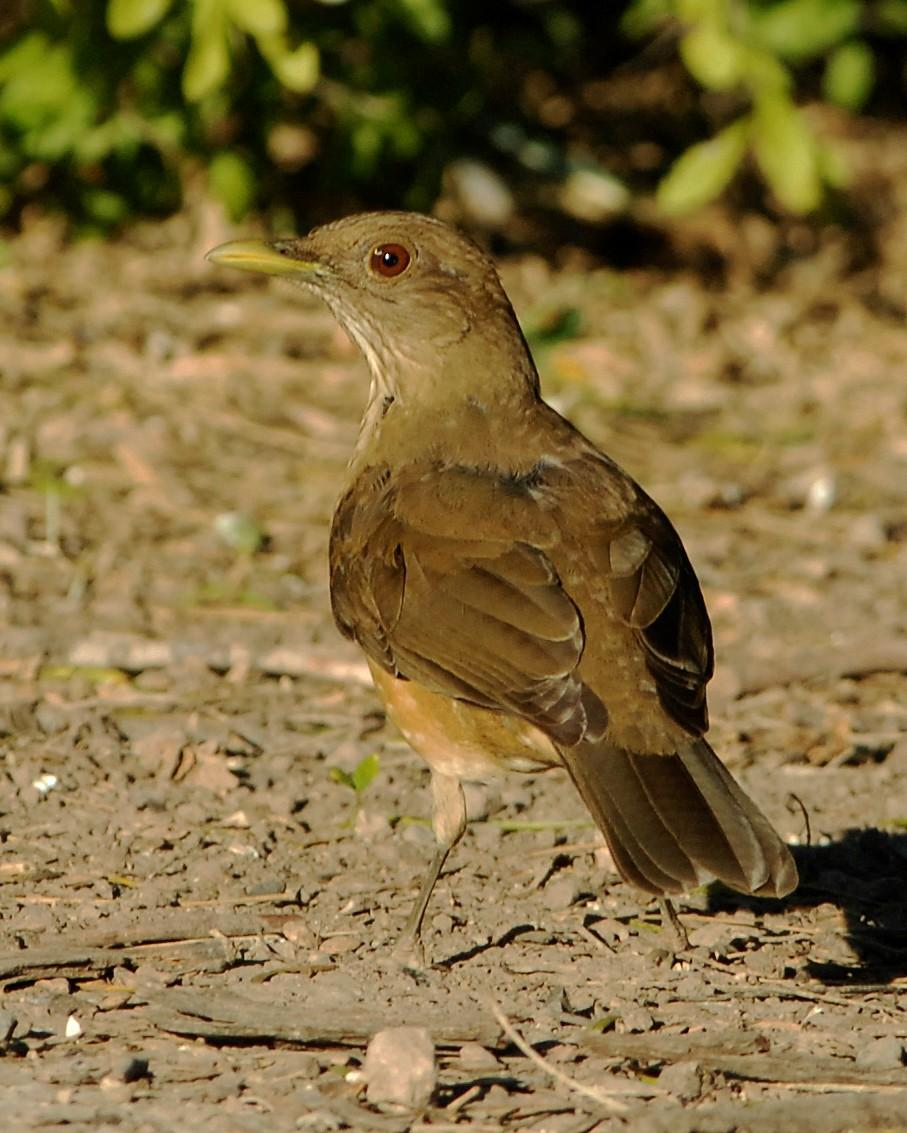 Clay-colored Thrush Photo by David Hollie