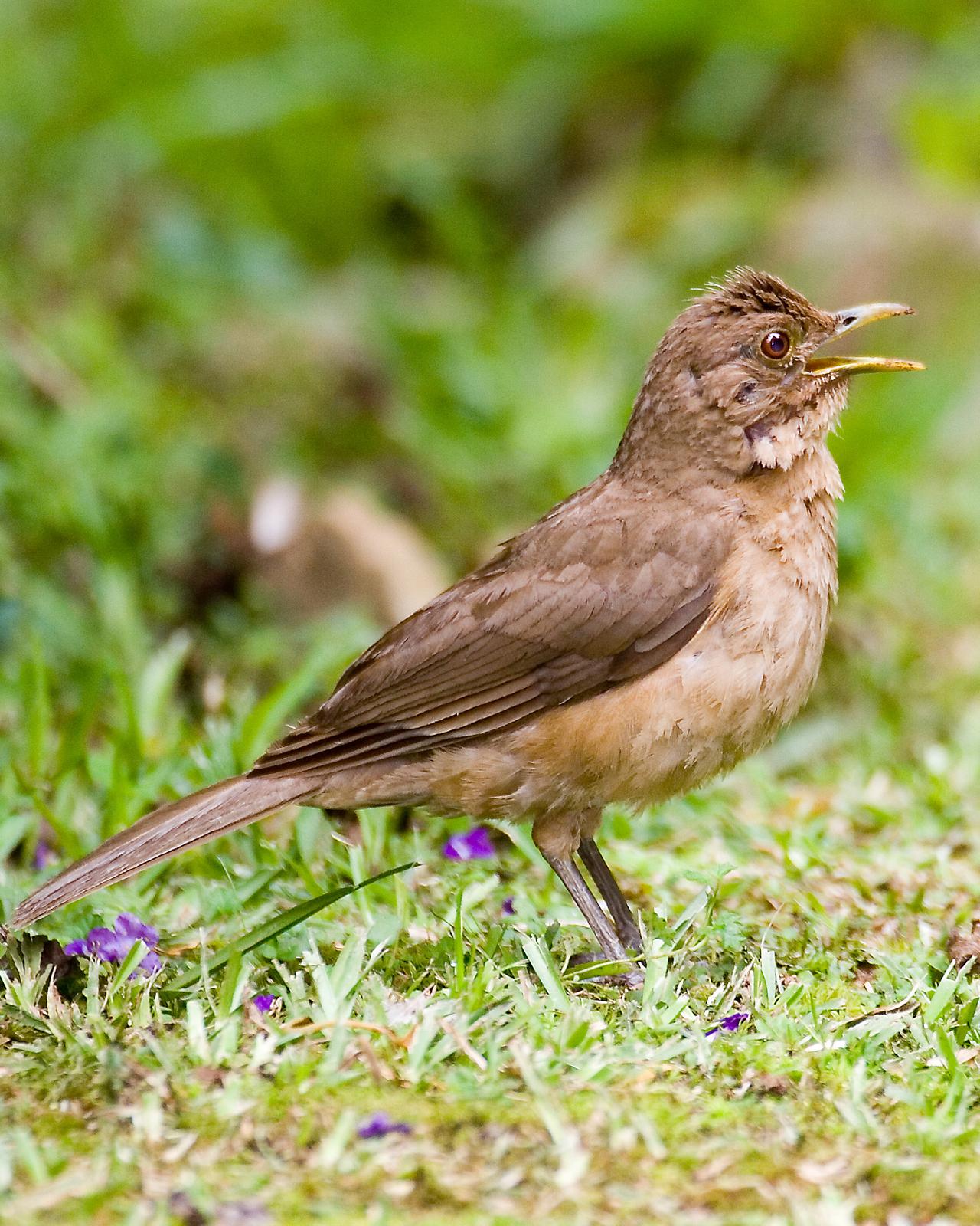 Clay-colored Thrush Photo by Matthew P. Alexander