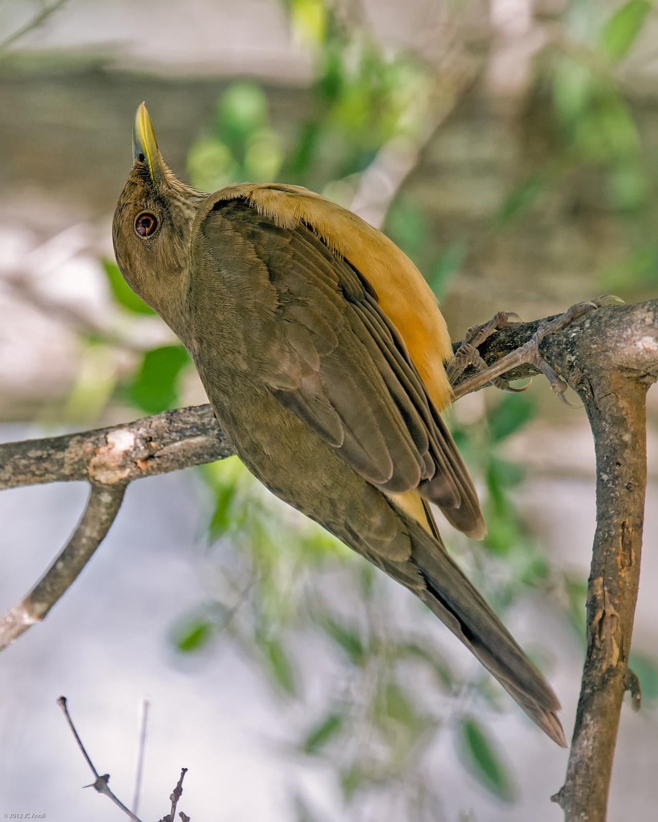 Clay-colored Thrush Photo by JC Knoll