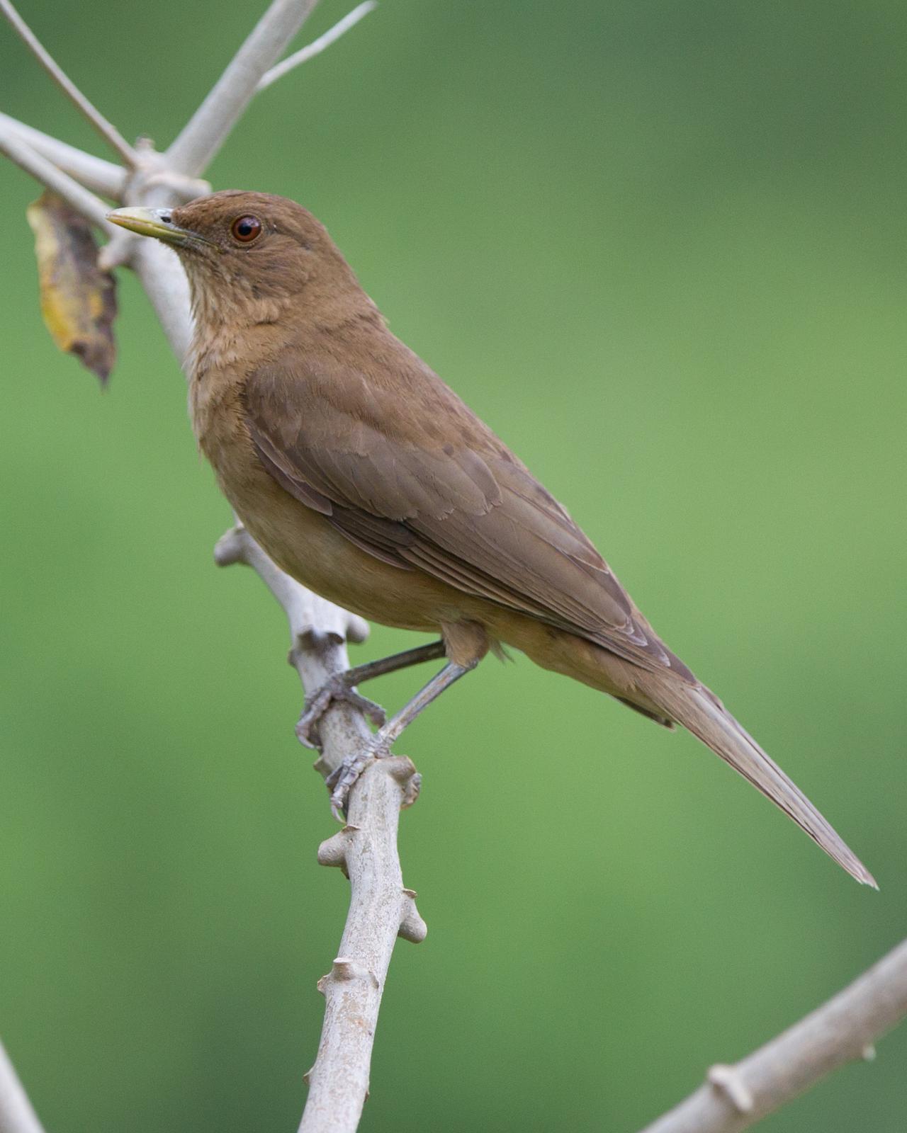 Clay-colored Thrush Photo by Kevin Berkoff